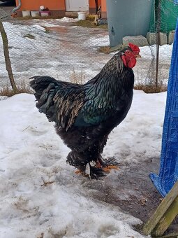 Brahmánka velká - 4