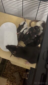 Potkánci k odběru - 4