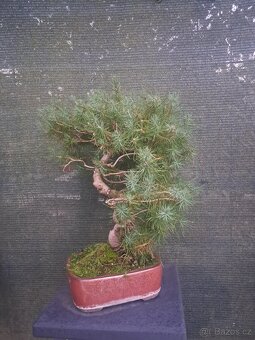 Bonsaj,bonsai Borovice různé druhy - 4