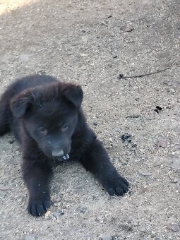 Štěňata Německého ovčáka bez pp - 4