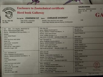 Plemenný býk galloway - 4