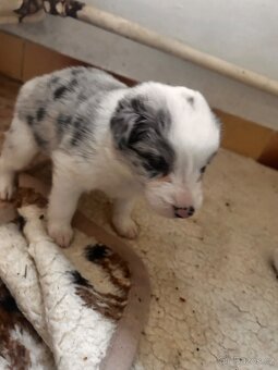 Border colie - 4