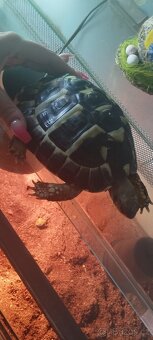Želva+ terarium - 4
