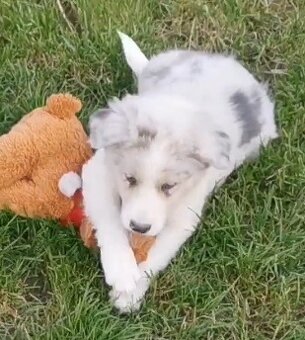 Border Collie, kolia - 4