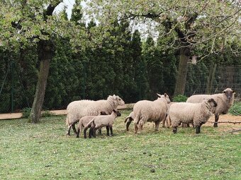 Letošní jehňata beránci Suffolk - 4