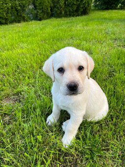 Labradorsky retrívr štěňátka - 4