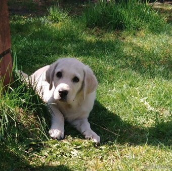 Labrador s PP,světlé štěňátko,chlapeček - 4