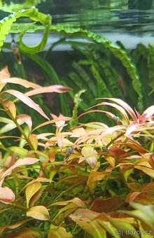 Piskořka vežovitá, akvarijní šnek (Melanoides tuberculata) - 4