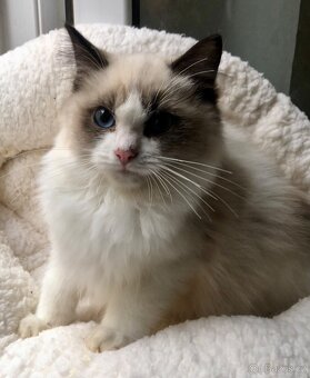 Ragdoll koťátka s PP(FIFE) - 4