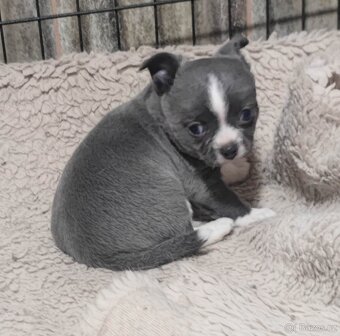 Čivava krátkosrstá s PP FCI - 4