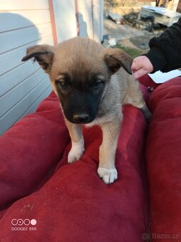 Štěňátka - 4