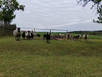 jehňata Romanovské ovce x Zwartbles - 4