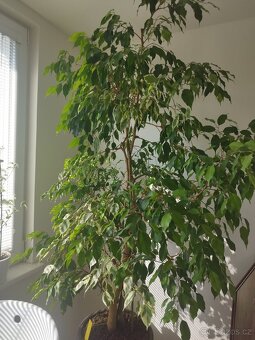 Fíkus 150cm - 4
