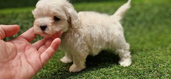 Maltipoo - 4
