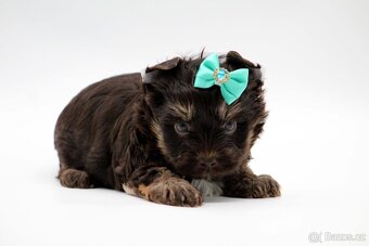 chocolate yorkshire terrier s PP - 4