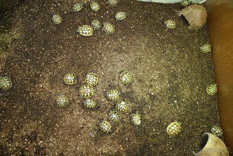 suchozemská Želva zelenavá (Testudo hermanni) - mláďata - 4