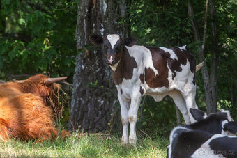 Holštýnka s teletem - 4