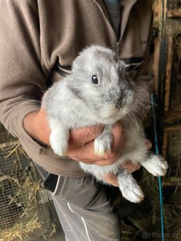 Zakrslý králíček - 4