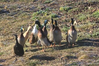 Indický běžec - kačeři - 4