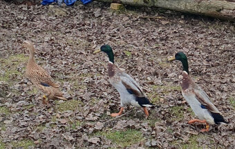 Indický běžec - pár - 4