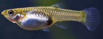 Endlerky & Paví očka mix - 4