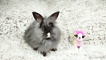 Zakrslý králík, králíček - HOLLY - 4