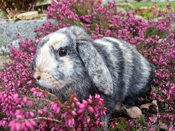 Zakrslý beránek samička - 4