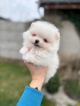 Pomeranian - 4