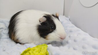 Zakrslý beránek, králíček,6- BARČA A BOBINKA - 4