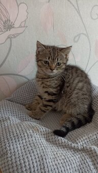 Britská koťátka whiskas a colourpoint - 4
