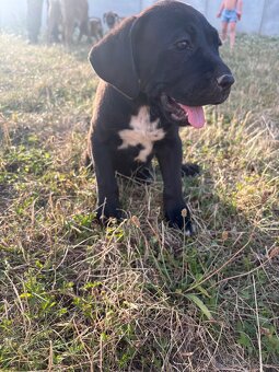 Štěňata cane corso X Presa canaria - 4