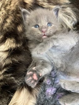 Mainská mývalí kočka- koťata/ Maine coon - 4