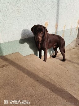 Čokoládový labrador - 4