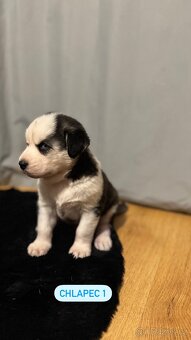Sibiřský Husky - štěňátka - 4