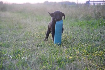 Labrador Retriever Anglicka pracovná línia - 4