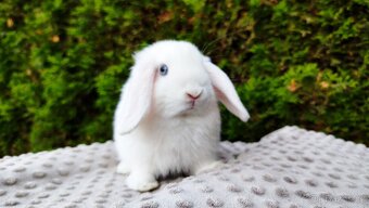 Zakrslý beránek, králíček, králík - TYMIÁN - 4
