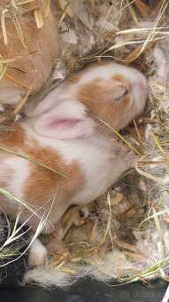 🐇🐰 Zakrslý beránek – mláďata k rezervaci - 4