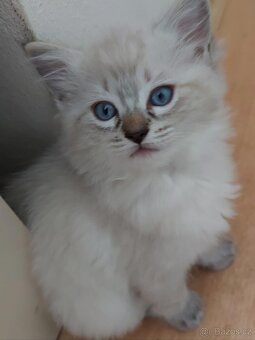 Mačiatka ragdoll - 4