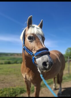 Klisna hafling - pony B do sportu - 4