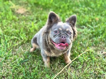 Isabela gen Lilac Tan Fluffy fenka Francúzsky buldoček - 4