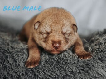 Saarloosův vlčák - prodej - 4