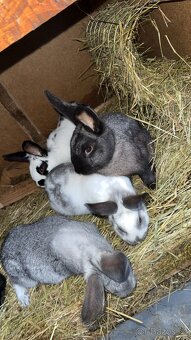 Králíci na prodej - 4