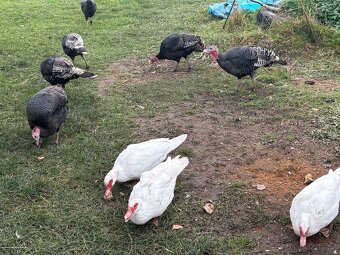 Krůty+ kachny+ kohouti - 4