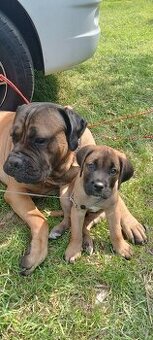 Pes CC bez PP, na krytí - 4