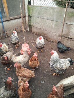 Wyandotka velká kohouti - 4