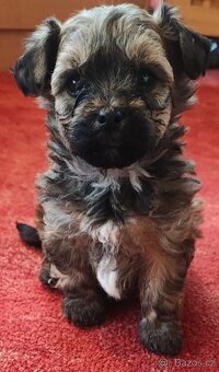 Bišonek (Havaňáček),maličká barevná štěňátka - 4