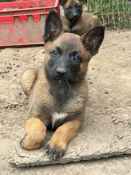 Belgický ovčák Malinois štěňátka - 4