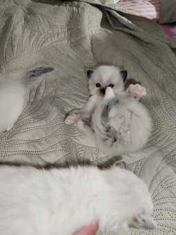 Koťátka s PP plemena Ragdoll - 4