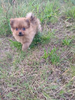 Pomeranian mini Boo - 4