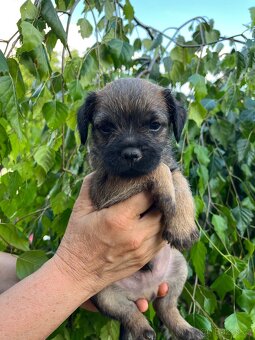 Štěně border terrier s PP - 4